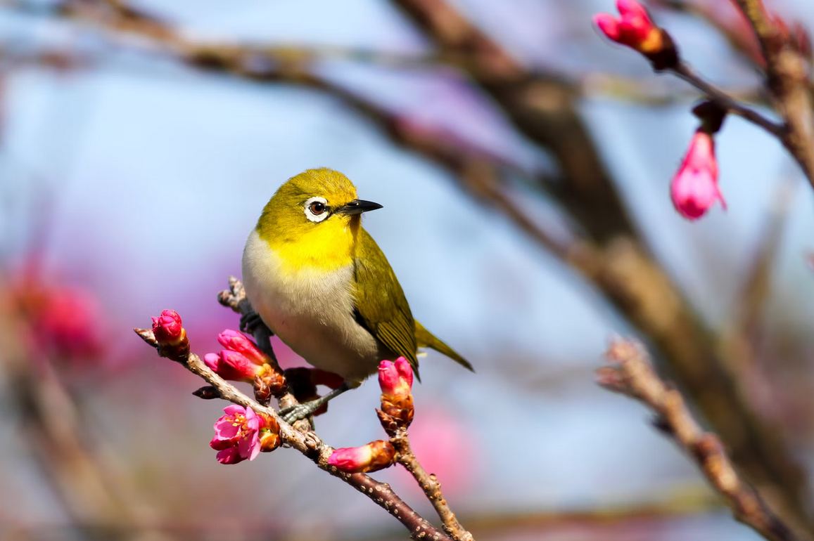 Exkursion Stadtpark: Vogelstimmen erkennen