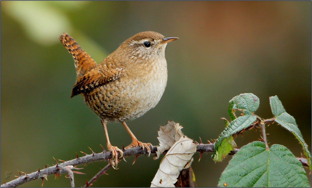 Exkursion Stadtpark: Vogelstimmen erkennen